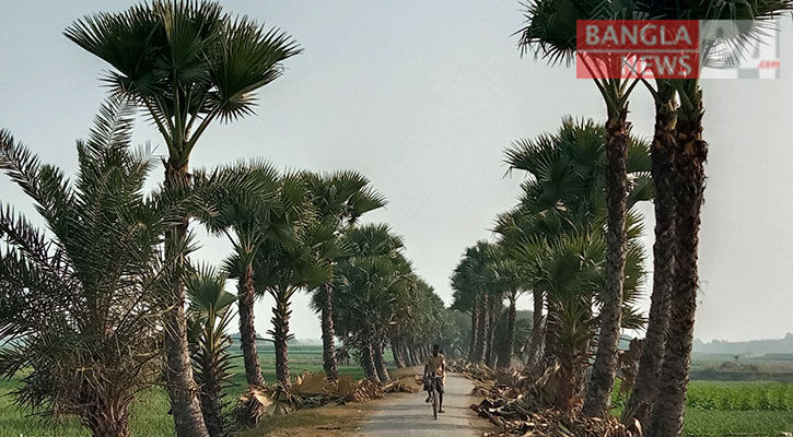 গাংনীর হিন্দা-তেঁতুলবাড়িয়া তাল সড়কের মনোমুগ্ধকর দৃশ্য